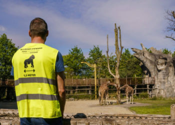 Rotterdam hayvanat bahçesindeki aslan ve gorillere koronavirüs bulaştı