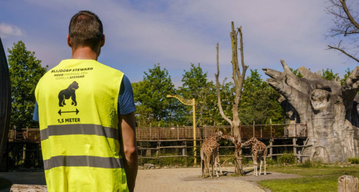 Rotterdam hayvanat bahçesindeki aslan ve gorillere koronavirüs bulaştı