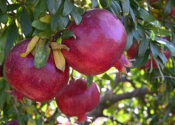 Rusya, Türkiye’den nar ve biber ithalatını yasakladı