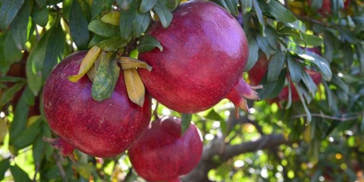 Rusya, Türkiye’den nar ve biber ithalatını yasakladı