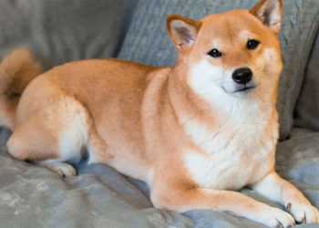 Sahibinin terk ettiği köpek açık artırmada 25 bin dolara satıldı