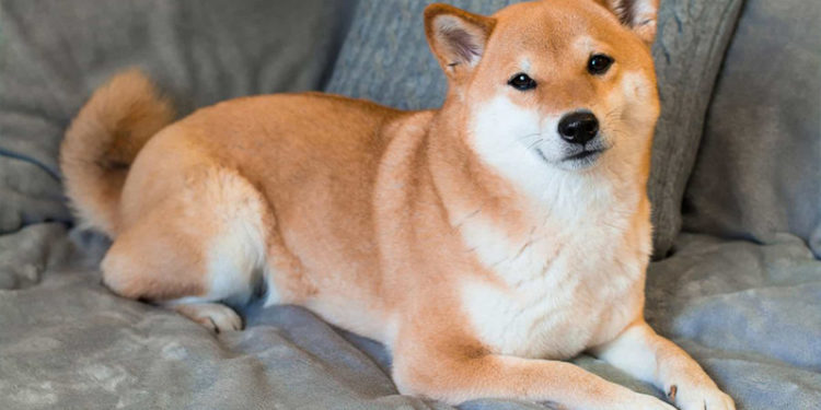 Sahibinin terk ettiği köpek açık artırmada 25 bin dolara satıldı