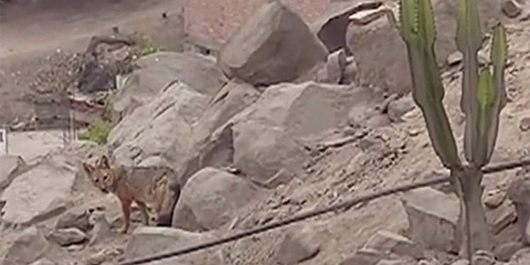 Sibirya kurdu sanarak aldığı yavru, tilki çıktı