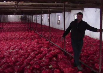 Soğanı hayvan yemi yapan çiftçi: Depolarımızı basanlar bu gün nerede?