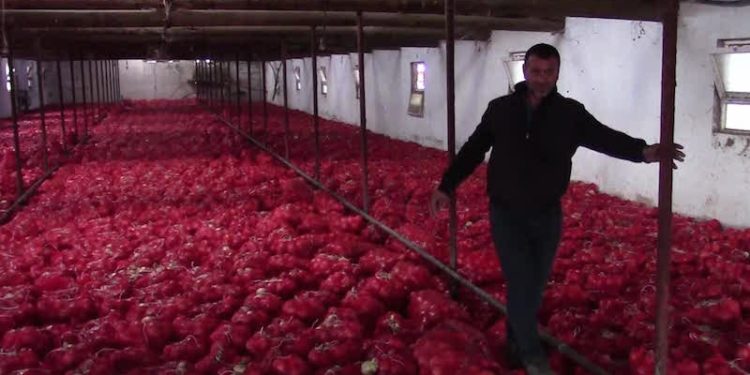 Soğanı hayvan yemi yapan çiftçi: Depolarımızı basanlar bu gün nerede?