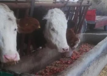 Tarlada kalan soğan hayvan yemi oldu