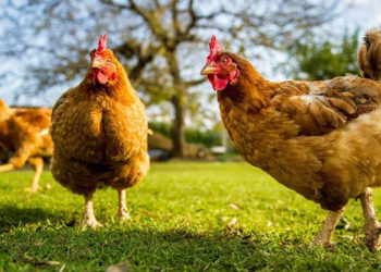 Tavuk eti üretimi eylülde yüzde 14,2 arttı