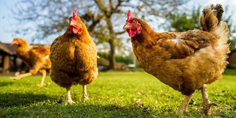Tavuk eti üretimi eylülde yüzde 14,2 arttı