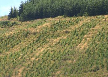 Toplu ağaç dikim kampanyaları iklim kriziyle mücadelede ne kadar etkili?
