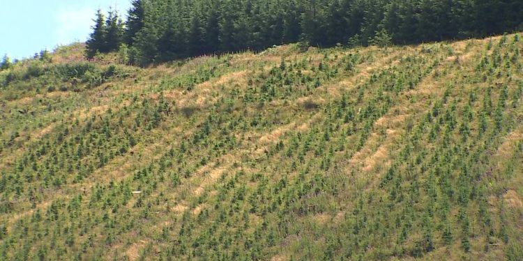 Toplu ağaç dikim kampanyaları iklim kriziyle mücadelede ne kadar etkili?