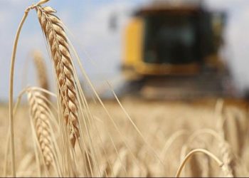 Türkiye buğday ithalatında dünyada ilk sıraya yerleşti