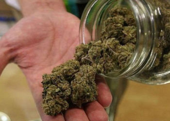 Uber, Kanada'da esrar piyasasına giriyor: Uygulama üzerinden siparişler teslim edilecek