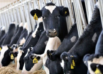 Ulusal Süt Konseyi’nden ‘zam’ açıklaması: Fiyatlar ‘revize’ edilecek