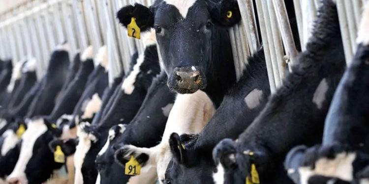 Ulusal Süt Konseyi’nden ‘zam’ açıklaması: Fiyatlar ‘revize’ edilecek