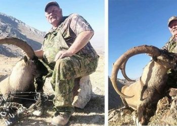 Yaban keçisi öldürme ihalesini kazandı, ABD'den Maraş'a geldi, keçiyi öldürdü ve gitti