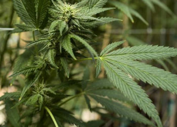 Yeni Alman hükümeti esrar kullanımını yasallaştırmaya hazırlanıyor