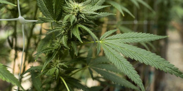 Yeni Alman hükümeti esrar kullanımını yasallaştırmaya hazırlanıyor