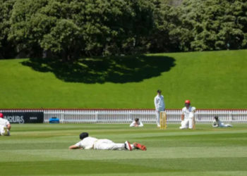 Yeni Zelanda'da kriket maçını arılar bastı; karşılaşmaya ara verildi