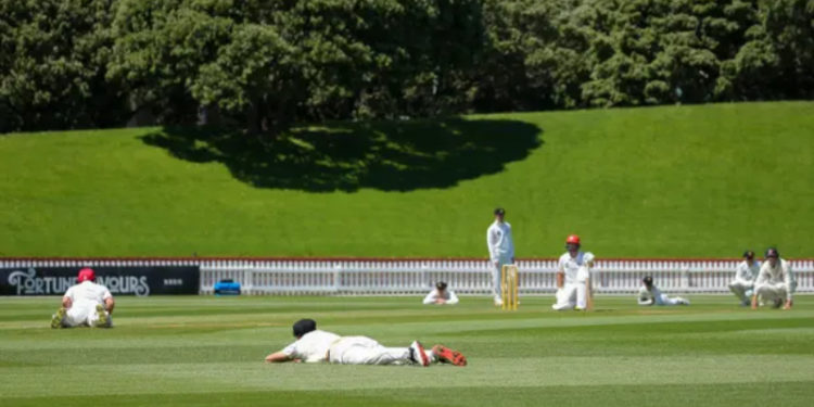 Yeni Zelanda'da kriket maçını arılar bastı; karşılaşmaya ara verildi