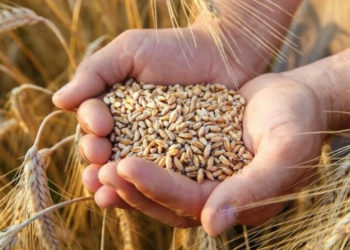 Çaresiz kalan çiftçi, gübresiz ekim yapıyor