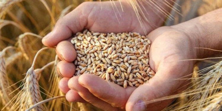 Çaresiz kalan çiftçi, gübresiz ekim yapıyor