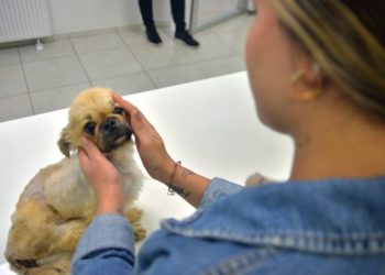 Ölüme terk edilen köpek cinsel saldırıya uğramış