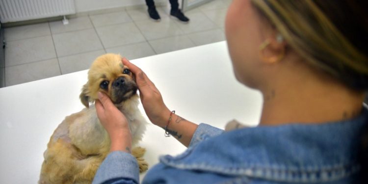 Ölüme terk edilen köpek cinsel saldırıya uğramış