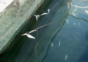 Üretim tesisinde 4 günde 13 bin alabalık öldü