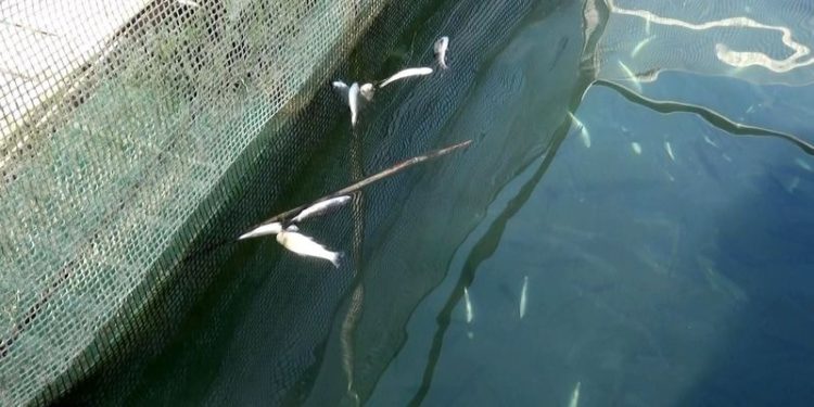 Üretim tesisinde 4 günde 13 bin alabalık öldü