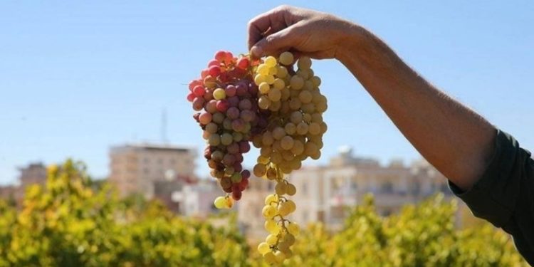 Üzümde hasat zamanı: Mezopotamya topraklarında Süryanilerin binlerce yıllık şarap kültürü
