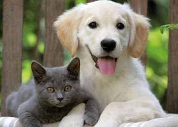 İngiltere'de yapılan araştırmada ilk kez hayvanlarda Alfa varyantı görüldü