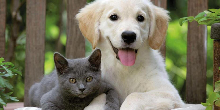 İngiltere'de yapılan araştırmada ilk kez hayvanlarda Alfa varyantı görüldü