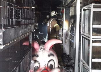 İstanbul'da pet shopta yangın: Çok sayıda hayvan can verdi