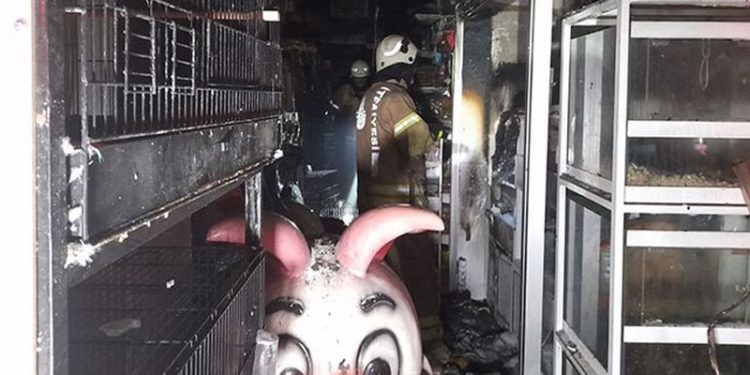 İstanbul'da pet shopta yangın: Çok sayıda hayvan can verdi