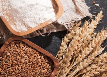 İthal buğdayın tonu altı ayda iki katına çıktı, 400 dolara dayandı