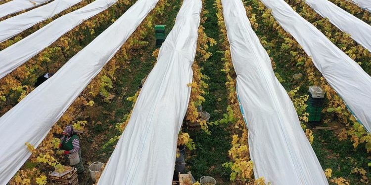 Türkiye’de çiftçi sayısı son 5 yılda yüzde 26; 10 yılda yüzde 53 azaldı