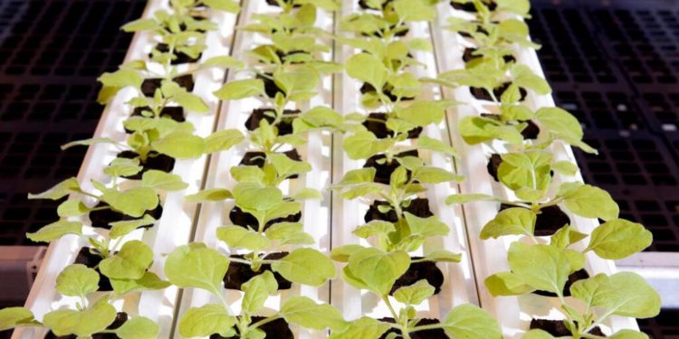 Kanadalı ilaç firması Medicago, yüzde 71 etkili bitki bazlı Covid-19 aşısı geliştirdi