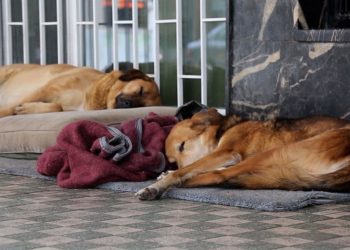 Pitbull saldırısı sonrası sokak hayvanlarına ‘cadı avı’: Sorumlu kim, ne yapmalı?