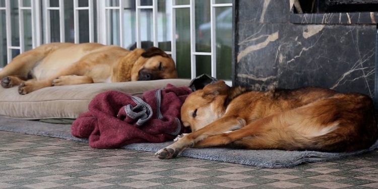 Pitbull saldırısı sonrası sokak hayvanlarına ‘cadı avı’: Sorumlu kim, ne yapmalı?
