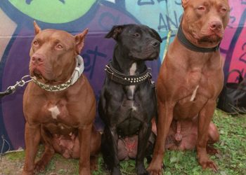 ‘Kan sporlarından’ doğan yasaklı pitbull ırkı nasıl ortaya çıktı?