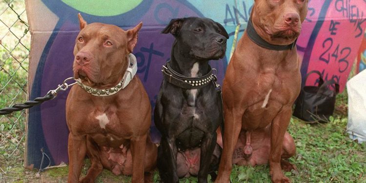 ‘Kan sporlarından’ doğan yasaklı pitbull ırkı nasıl ortaya çıktı?