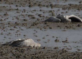 İsrail: H5N1 kuş gribi nedeniyle turna ölümleri rekor seviyeye ulaştı; en az 5 bin turna telef oldu