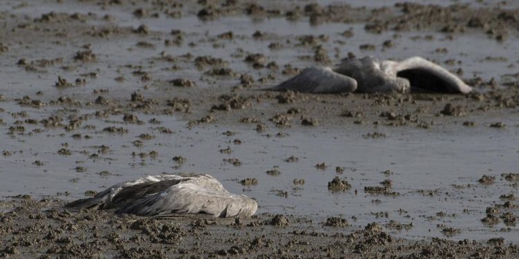 İsrail: H5N1 kuş gribi nedeniyle turna ölümleri rekor seviyeye ulaştı; en az 5 bin turna telef oldu