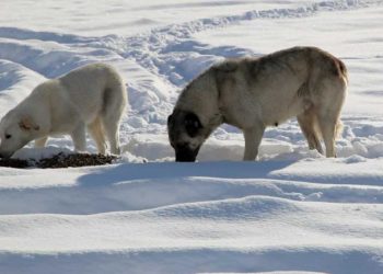 Sahipsiz hayvanlar ve yasaklı ırklarla ilgili yeni genelge ne öngörüyor?