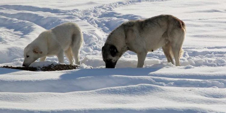 Sahipsiz hayvanlar ve yasaklı ırklarla ilgili yeni genelge ne öngörüyor?