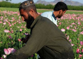Afganistan'da ekonomik çöküş metamfetamin ve eroin üretimini artırdı