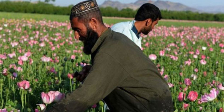 Afganistan'da ekonomik çöküş metamfetamin ve eroin üretimini artırdı