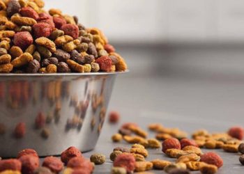 Antmen, kedi ve köpek mamalarındaki KDV oranının yüzde 1’e indirilmesi için kanun teklifi verdi