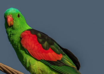 Ağaçtan düşen mangoları tüketen papağanlar sarhoş oldu