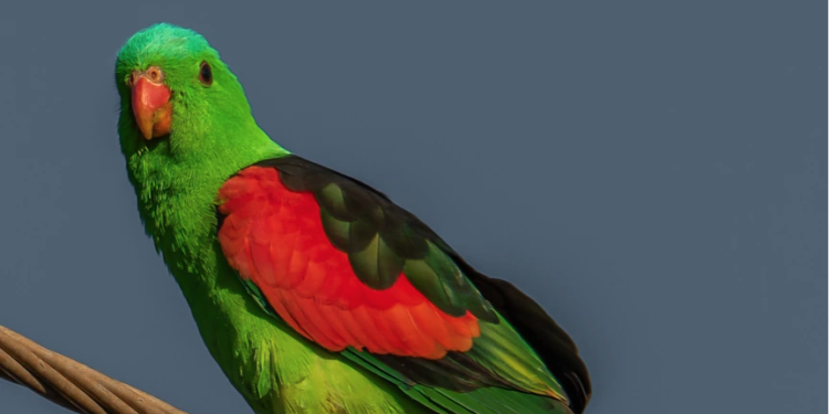 Ağaçtan düşen mangoları tüketen papağanlar sarhoş oldu